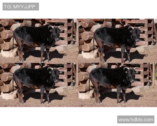 公牛精神与力量象征:探索公牛在文化、体育和历史中的深远影响